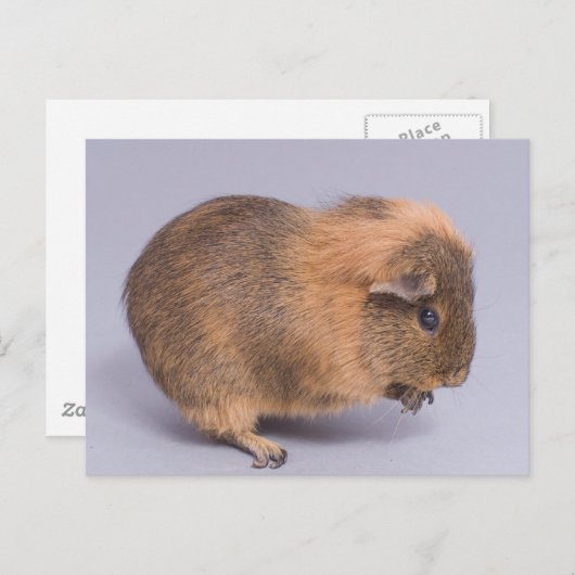 Carte Postale cobaye, (Devant / Derrière)