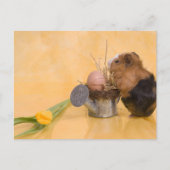 Carte Postale cobaye (Devant)