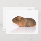 Carte Postale cobaye (Devant / Derrière)