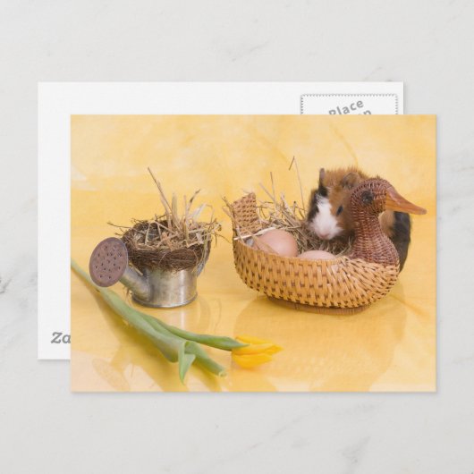 Carte Postale cobaye (Devant / Derrière)