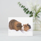 Carte Postale cobaye (Debout devant)