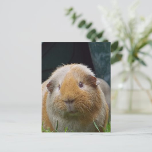 Carte Postale Cobaye (Debout devant)