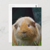 Carte Postale Cobaye (Devant / Derrière)