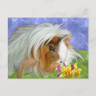Carte Postale cobaye