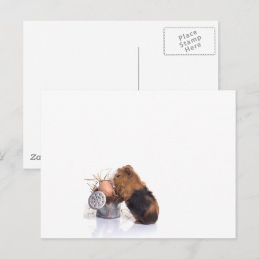 Carte Postale cobaye (Devant / Derrière)