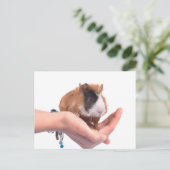 Carte Postale cobaye (Debout devant)