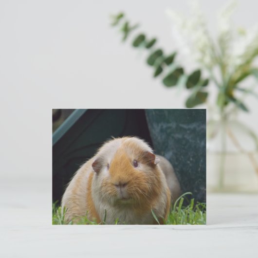 Carte Postale Cobaye (Debout devant)