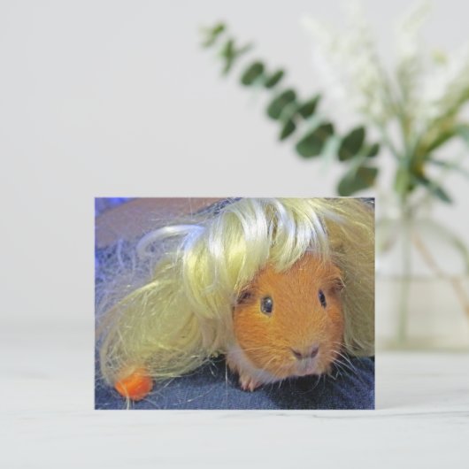 Carte Postale cobaye avec perruque (Debout devant)