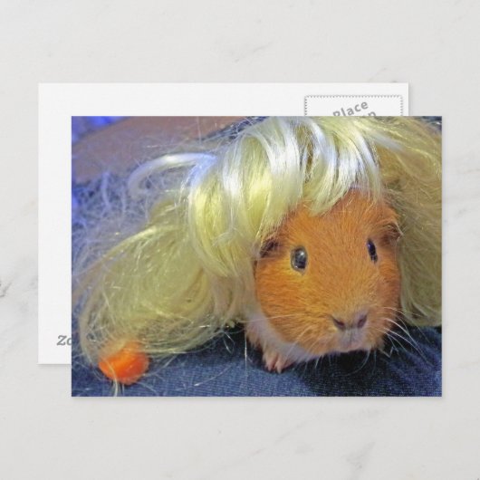 Carte Postale cobaye avec perruque (Devant / Derrière)