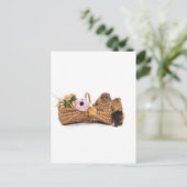 Carte Postale cobaye dans un panier (Debout devant)