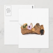 Carte Postale cobaye dans un panier (Devant / Derrière)