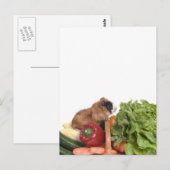 Carte Postale cobaye dans un panier de légumes (Devant / Derrière)