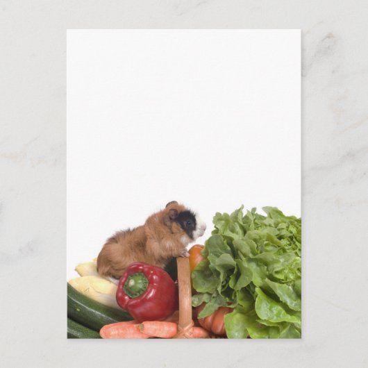 Carte Postale cobaye dans un panier de légumes (Devant)