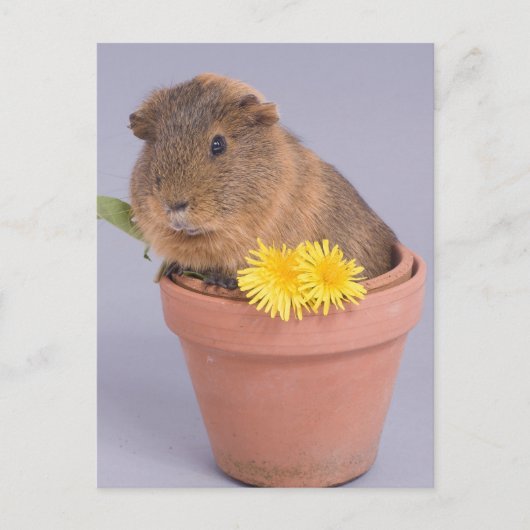 Carte Postale cobaye dans un pot à fleurs (Devant)