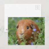 Carte Postale Cobaye de cobaye au gingembre mignon dehors sur l' (Devant / Derrière)