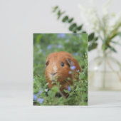 Carte Postale Cobaye de cobaye au gingembre mignon dehors sur l' (Debout devant)