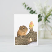 Carte Postale cobaye et oiseau jaune (Debout devant)