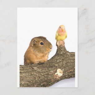 Carte Postale cobaye et oiseau jaune