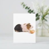 Carte Postale cobaye mangeant une pomme (Debout devant)