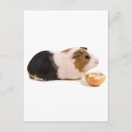 Carte Postale cobaye mangeant une pomme (Devant)