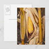 Carte Postale Cobb De Maïs Sur Stalk (Devant / Derrière)