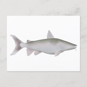 Carte Postale Cobbler Argent