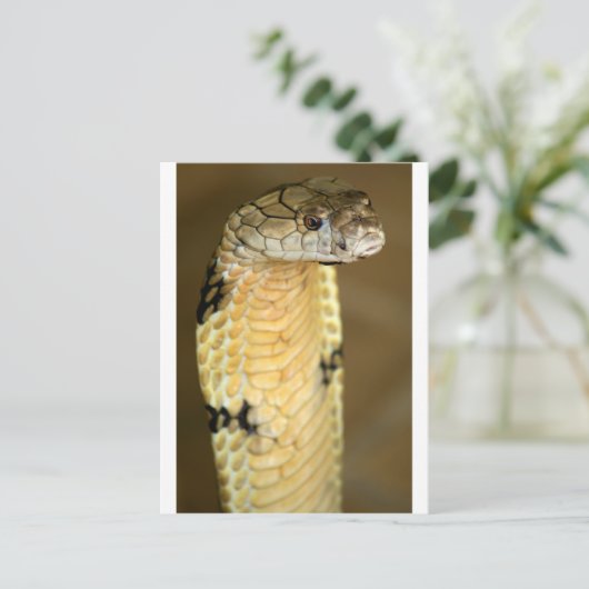 Carte Postale cobra (Debout devant)