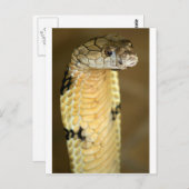 Carte Postale cobra (Devant / Derrière)