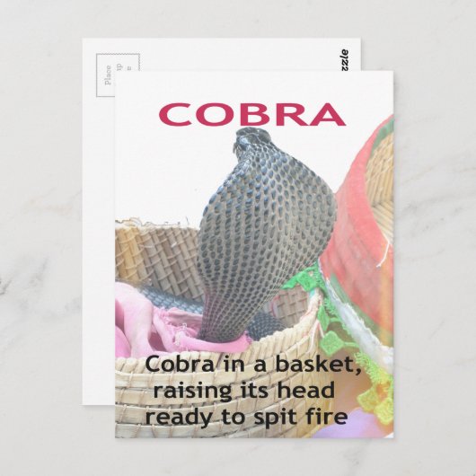 Carte Postale Cobra dans le panier Imprimer (Devant / Derrière)