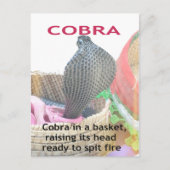Carte Postale Cobra dans le panier Imprimer (Devant)