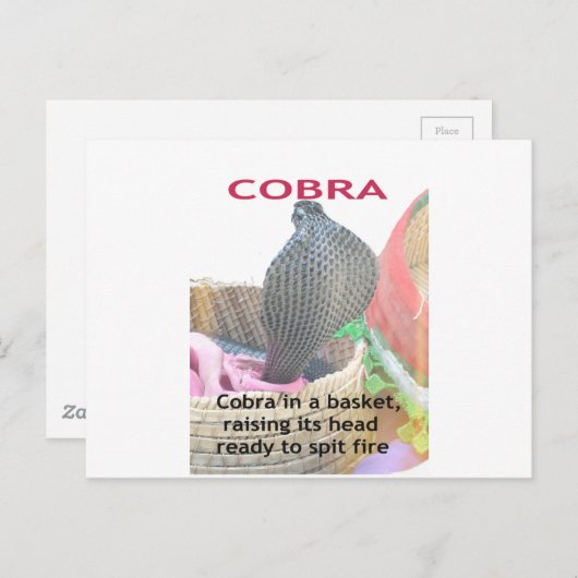 Carte Postale Cobra dans le panier Imprimer (Devant / Derrière)