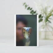 Carte Postale Cobra noir (Debout devant)