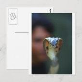 Carte Postale Cobra noir (Devant / Derrière)