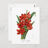 Carte Postale Coccinea de Schizostylis (lis de Kaffir) (Devant / Derrière)