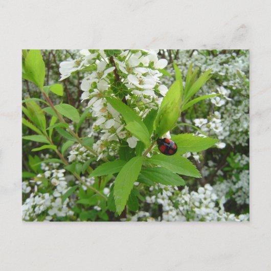 Carte Postale Coccinelle (Devant)