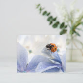 Carte Postale Coccinelle (Debout devant)