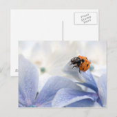 Carte Postale Coccinelle (Devant / Derrière)