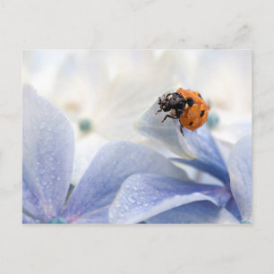 Carte Postale Coccinelle