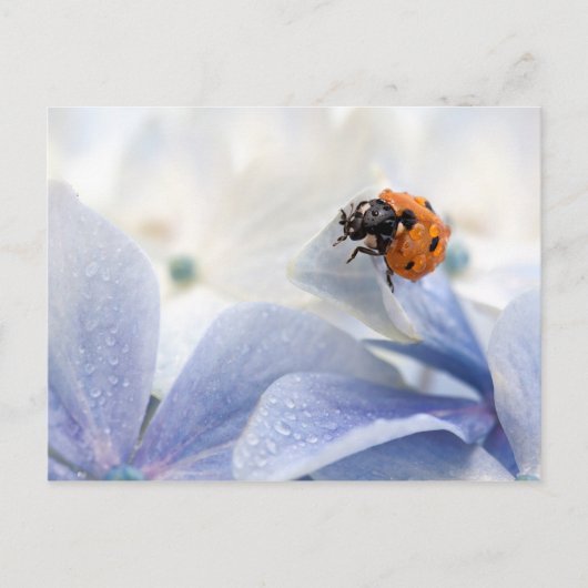 Carte Postale Coccinelle (Devant)
