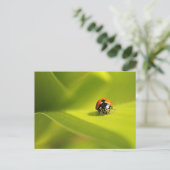 Carte Postale coccinelle (Debout devant)