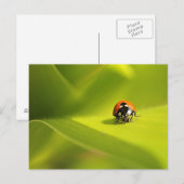 Carte Postale coccinelle (Devant / Derrière)