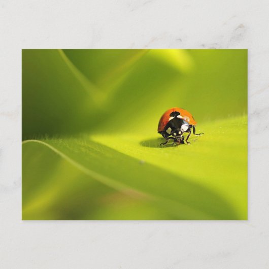Carte Postale coccinelle (Devant)