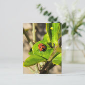 Carte Postale Coccinelle (Debout devant)