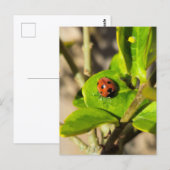 Carte Postale Coccinelle (Devant / Derrière)