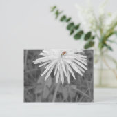 Carte Postale Coccinelle (Debout devant)