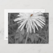 Carte Postale Coccinelle (Devant / Derrière)