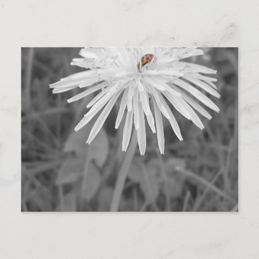 Carte Postale Coccinelle (Devant)