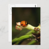 Carte Postale coccinelle (Devant / Derrière)