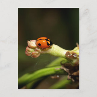 Carte Postale coccinelle
