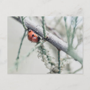 Carte Postale coccinelle avec gouttelette sur une branche